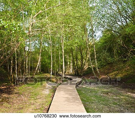 Wooden walkway in forest View Large Photo Image Stock Image - Wooden walkway in forest. Fotosearch