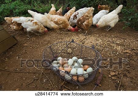 Picture - Basket of eggs with feeding chickens. Fotosearch