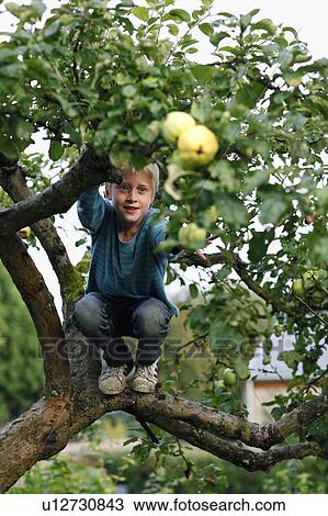 Boy climbing fruit tree View Large Photo Image Stock Image - Boy climbing fruit tree. Fotosearch