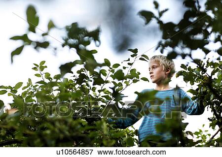 Stock Photo - Boy climbing tree. Fotosearch