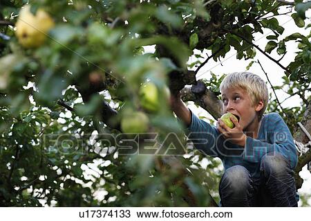 Stock Image - Boy eating in fruit tree. Fotosearch