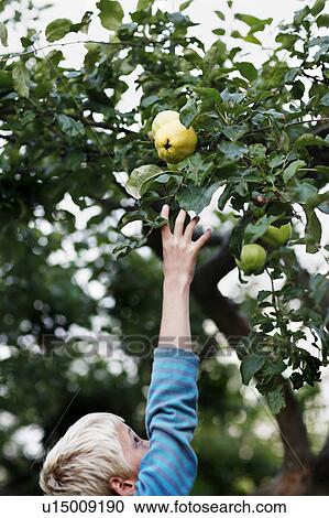 Boy picking fruit from tree View Large Photo Image Stock Image - Boy picking fruit from tree. Fotosearch
