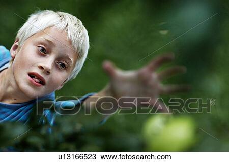 Stock Image - Boy picking fruit in tree. Fotosearch