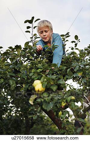 Boy picking fruit in tree View Large Photo Image Stock Photo - Boy picking fruit in tree. Fotosearch