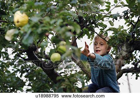Boy picking fruit in tree View Large Photo Image Stock Photography - Boy picking fruit in tree. Fotosearch