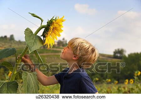 Boy smelling sunflower outdoors View Large Photo Image Stock Photo - Boy smelling sunflower outdoors. Fotosearch