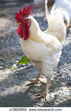 Chicken walking on gravel View Large Photo Image Stock Image - Chicken walking on gravel. Fotosearch