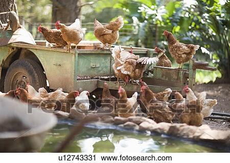 Stock Image - Chickens on truck in barnyard. Fotosearch