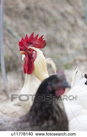 Stock Image - Chickens standing together in yard. Fotosearch