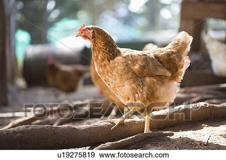 Close up of chicken on ground View Large Photo Image Stock Photo - Close up of chicken on ground. Fotosearch