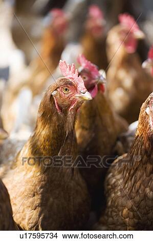 Close up of chicken's face View Large Photo Image Picture - Close up of chicken's face. Fotosearch