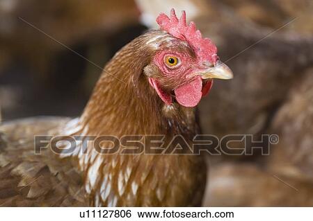 Close up of chicken's face View Large Photo Image Stock Photograph - Close up of chicken's face. Fotosearch