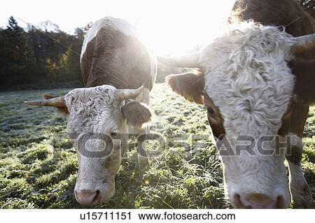 Close up of cows grazing View Large Photo Image Stock Image - Close up of cows grazing. Fotosearch