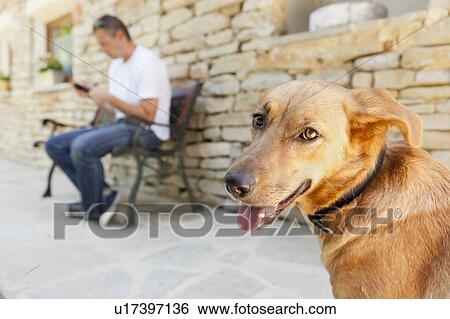 Close up of dog's panting face View Large Photo Image Stock Photograph - Close up of dog's panting face. Fotosearch
