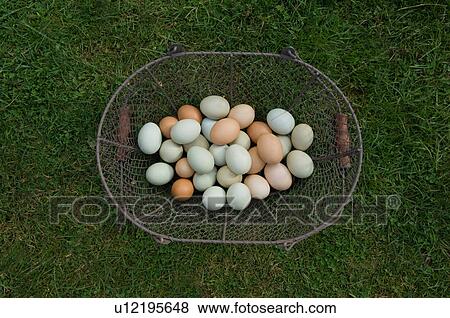 Stock Photo - Close up of eggs in basket. Fotosearch