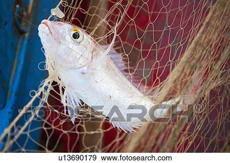 Close up of fish in fishing net View Large Photo Image Stock Photo - Close up of fish in fishing net. Fotosearch