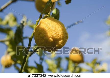 Close up of lemon on tree View Large Photo Image Stock Image - Close up of lemon on tree. Fotosearch