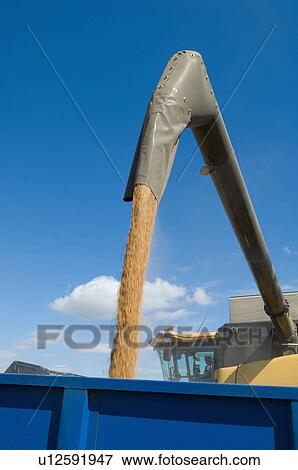 Stock Photo - Close up of spout pouring wheat grains. Fotosearch