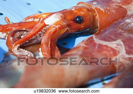 Stock Photograph - Close up of totano squid. Fotosearch