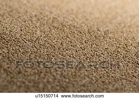 Close up of wheat grains View Large Photo Image Picture - Close up of wheat grains. Fotosearch