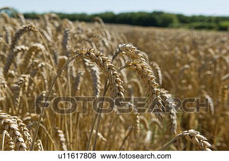 Close up of wheat stalks in field View Large Photo Image Stock Photo - Close up of wheat stalks in field. Fotosearch