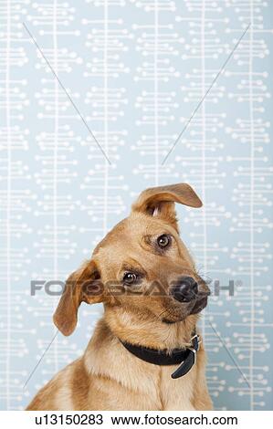 Stock Image - Dog with head cocked indoors. Fotosearch