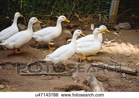 Ducks walking on dirt path View Large Photo Image Stock Photo - Ducks walking on dirt path. Fotosearch