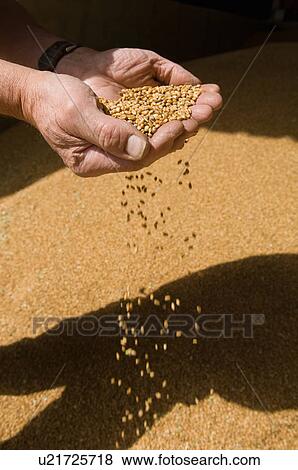 Farmer scooping handful of grains View Large Photo Image Stock Photo - Farmer scooping handful of grains. Fotosearch