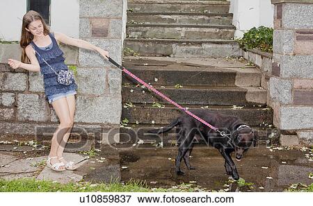 Girl walking her dog in puddle View Large Photo Image Stock Photo - Girl walking her dog in puddle. Fotosearch