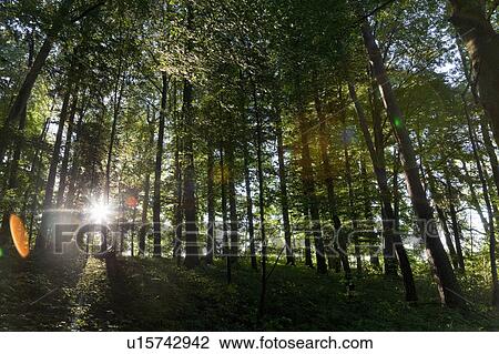 Sun shining through trees in forest View Large Photo Image Stock Image - Sun shining through trees in forest. Fotosearch