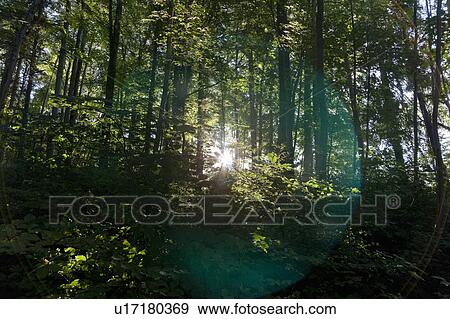 Sun shining through trees in forest View Large Photo Image Stock Photo - Sun shining through trees in forest. Fotosearch