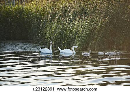 Swans and goslings in still lake View Large Photo Image Stock Image - Swans and goslings in still lake. Fotosearch