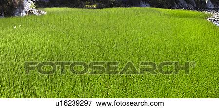 Tall grass growing in field View Large Photo Image Stock Photo - Tall grass growing in field. Fotosearch