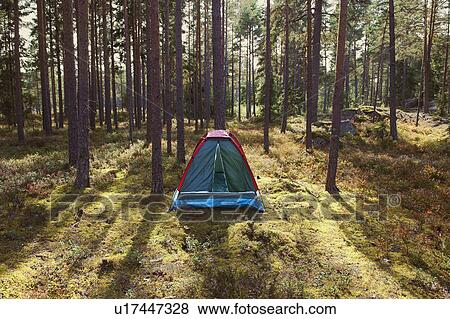 Tent at campsite in forest View Large Photo Image Stock Photo - Tent at campsite in forest. Fotosearch