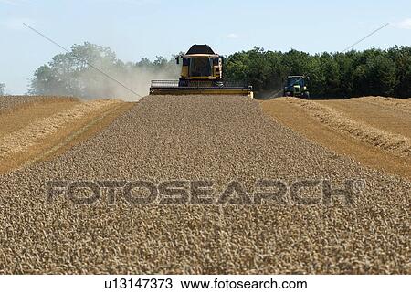 Thresher harvesting wheat View Large Photo Image Stock Image - Thresher harvesting wheat. Fotosearch