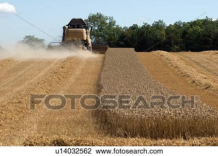 Thresher harvesting wheat View Large Photo Image Stock Image - Thresher harvesting wheat. Fotosearch