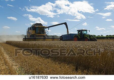 Stock Image - Thresher harvesting wheat. Fotosearch