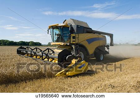 Stock Image - Thresher harvesting wheat. Fotosearch