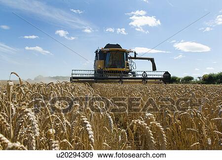 Stock Photo - Thresher harvesting wheat. Fotosearch