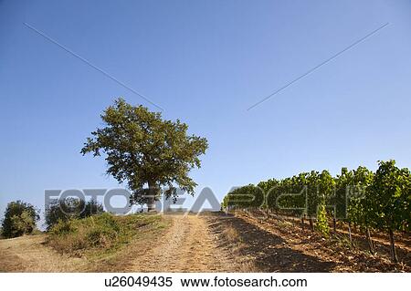 Tree growing in vineyard View Large Photo Image Stock Photography - Tree growing in vineyard. Fotosearch