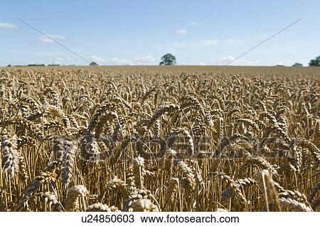 Wheat stalks growing in field View Large Photo Image Stock Image - Wheat stalks growing in field. Fotosearch