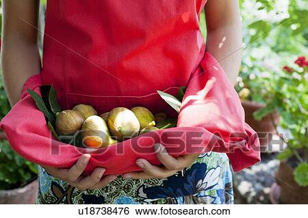 Woman carrying fruit in apron outdoors View Large Photo Image Stock Photograph - Woman carrying fruit in apron outdoors. Fotosearch