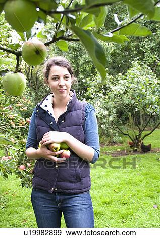 Woman picking apple in orchard View Large Photo Image Stock Photo - Woman picking apple in orchard. Fotosearch