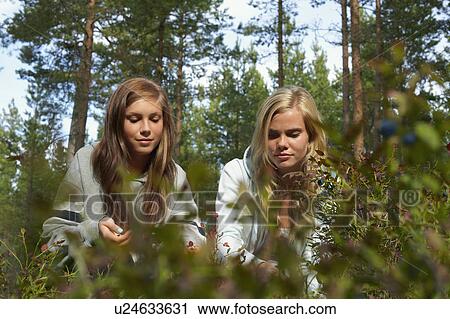 Women picking berries in forest View Large Photo Image Stock Image - Women picking berries in forest. Fotosearch