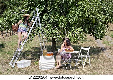 Women picnicking in orchard View Large Photo Image Picture - Women picnicking in orchard. Fotosearch