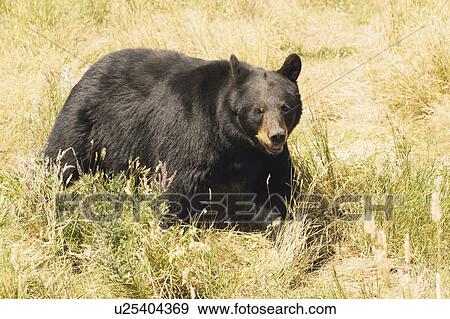 A Black Bear (Ursus Americanus) Walking Through The Grass; Minnesota United States Of America View Large Photo Image Stock Photo - A Black Bear (Ursus Americanus) Walking Through The Grass; Minnesota United States Of America. Fotosearch