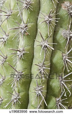 Stock Photograph - A Planted Ornamental Cactus In Southern California; Pasadena, California, United States Of Ameria. Fotosearch