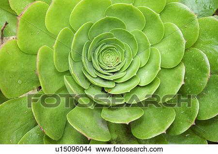 An Ornamental Succulent Plant In California; Pasadena, California, United States Of America View Large Photo Image Picture - An Ornamental Succulent Plant In California; Pasadena, California, United States Of America. Fotosearch