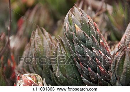 Stock Image - An Ornamental Succulent Plant In California; Pasadena, California, United States Of America. Fotosearch