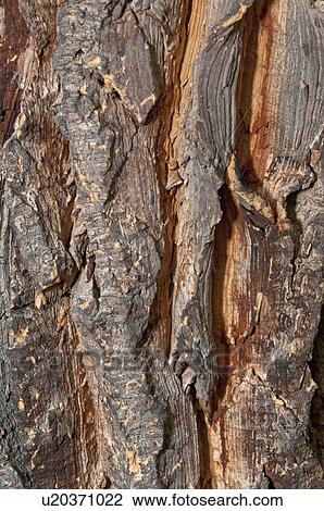 Bark Of A Planted Ornamental Palm Tree In Southern; Pasadena, California, United States Of America View Large Photo Image Stock Image - Bark Of A Planted Ornamental Palm Tree In Southern; Pasadena, California, United States Of America. Fotosearch